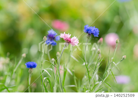 Cornflower close-up against a natural background 140252509