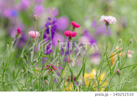Cornflower close-up against a natural background 140252510