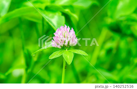 Beautiful flower on clover 140252516