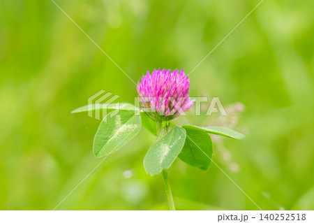 Beautiful flower on clover 140252518