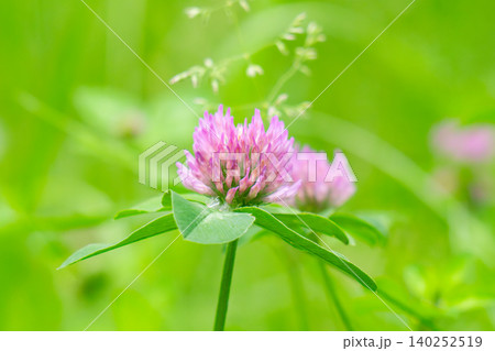 Beautiful flower on clover 140252519