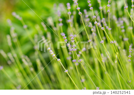 Macro closeup of lavender blue purple flowers and blurry bokeh background Macro closeup of lavender blue purple flowers and blurry bokeh background 140252541