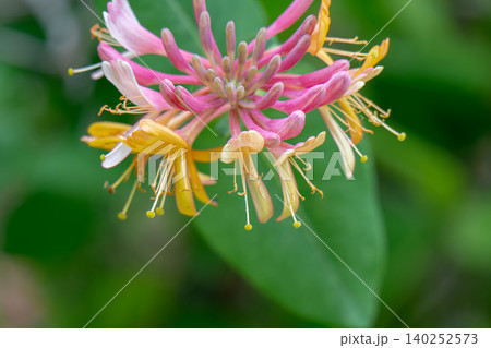 Colourful close up of a red honeysuckle flower blooming 140252573