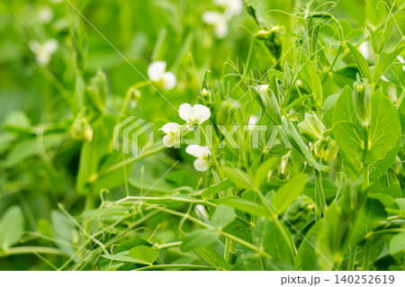 Flowering pea plant. White flowers closeup. Flower of pea plant close up. Natural green pea plants as spring background Flowering pea plant. White flowers closeup. Flower of pea plant close up. Natural green pea plants as spring background 140252619