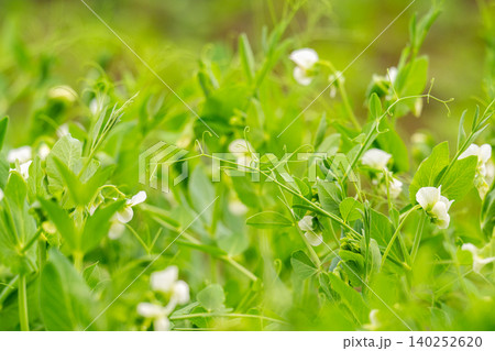 Flowering pea plant. White flowers closeup. Flower of pea plant close up. Natural green pea plants as spring background Flowering pea plant. White flowers closeup. Flower of pea plant close up. Natural green pea plants as spring background 140252620