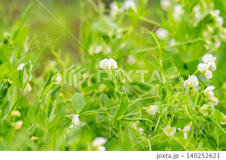 Flowering pea plant. White flowers closeup. Flower of pea plant close up. Natural green pea plants as spring background Flowering pea plant. White flowers closeup. Flower of pea plant close up. Natural green pea plants as spring background 140252621