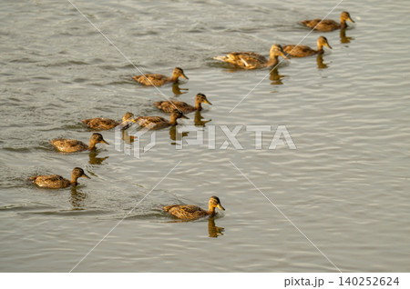 Cute little duckling swimming alone in a lake or river Cute little duckling swimming alone in a lake or river 140252624