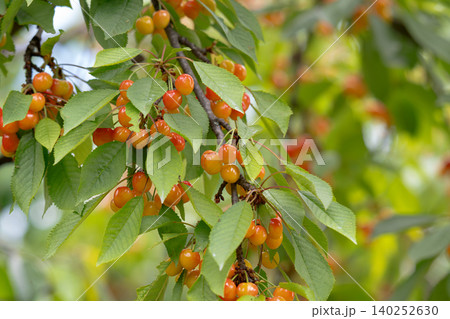 Cherry tree branch with fruits growing 140252630