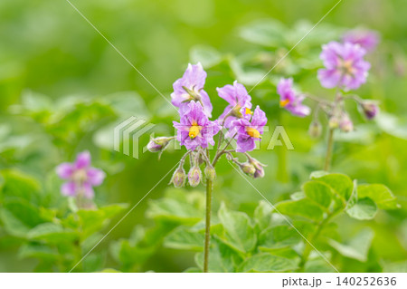 Blooming potatoes .Pink purple flowers Blooming potatoes .Pink purple flowers 140252636