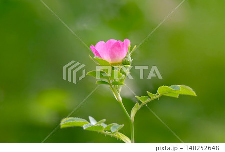 Blooming rosehip flower, beautiful pink flower on a bush branch. Beautiful natural background Blooming rosehip flower, beautiful pink flower on a bush branch. Beautiful natural background 140252648