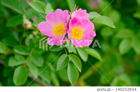 Blooming rosehip flower, beautiful pink flower on a bush branch. Beautiful natural background Blooming rosehip flower, beautiful pink flower on a bush branch. Beautiful natural background 140252654