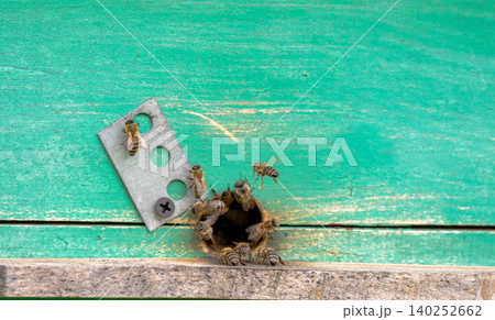 Honey bees Honey bees 140252662