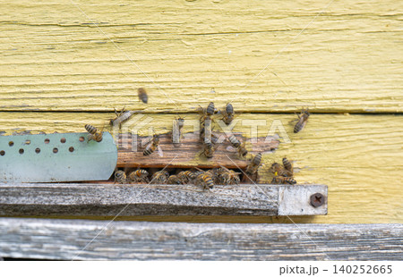 Honey bees 140252665