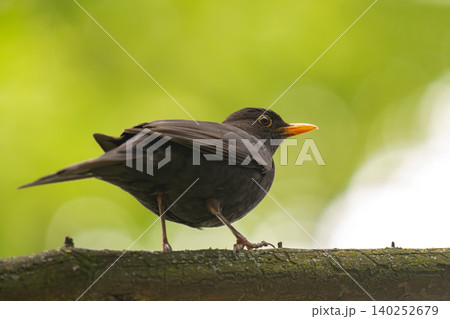 Common Blackbird Turdus merula male standing on grass in natural environment Common Blackbird Turdus merula male standing on grass in natural environment 140252679