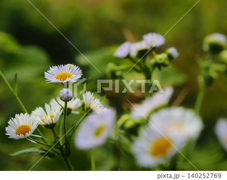 ヒメジョオンの花 ヒメジョオンの花 140252769