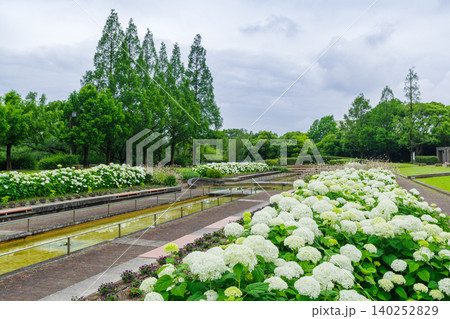 白いアナベルが綺麗な雨上りの公園(荒子川公園 名古屋市) 白いアナベルが綺麗な雨上りの公園(荒子川公園 名古屋市) 140252829