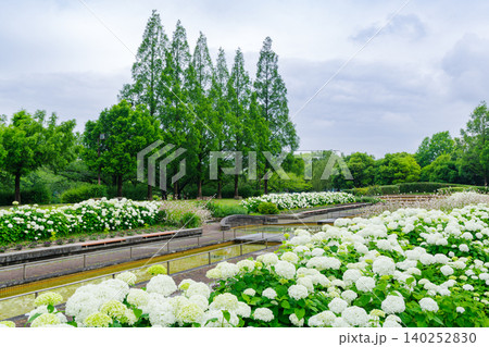 白いアナベルが綺麗な雨上りの公園(荒子川公園 名古屋市) 白いアナベルが綺麗な雨上りの公園(荒子川公園 名古屋市) 140252830