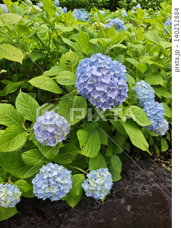 雨上がりに咲く淡い青色のあじさい Pale Blue Hydrangeas Blooming Aft 雨上がりに咲く淡い青色のあじさい Pale Blue Hydrangeas Blooming Aft 140252884