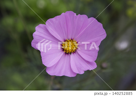 Pink Cosmos Flower Blossom Top Down Closeup 140252885