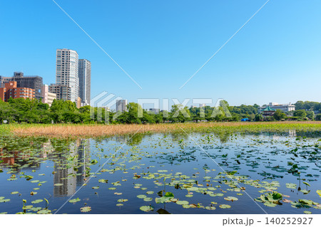 東京 上野不忍池の初夏の風景 都市公園と蓮池の絶景 140252927