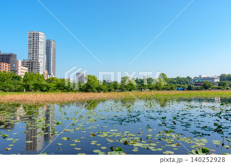 東京 上野不忍池の初夏の風景 都市公園と蓮池の絶景 東京 上野不忍池の初夏の風景 都市公園と蓮池の絶景 140252928