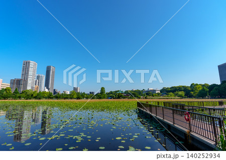 東京 上野不忍池の初夏の風景 都市公園と蓮池の絶景 東京 上野不忍池の初夏の風景 都市公園と蓮池の絶景 140252934