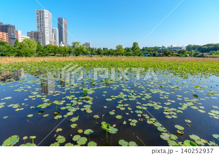 東京 上野不忍池の初夏の風景 都市公園と蓮池の絶景 東京 上野不忍池の初夏の風景 都市公園と蓮池の絶景 140252937