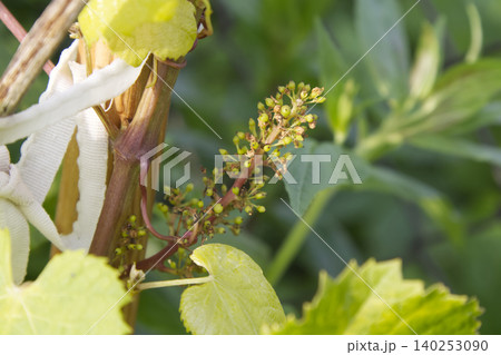 Young Grape Inflorescence Developing on Vine Closeup 140253090