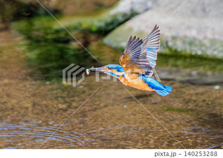 小魚をくわえて飛翔するカワセミの狩り成功シーン 140253288