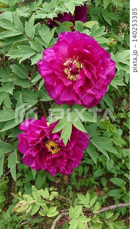 牡丹の花々 牡丹の花々 140253385