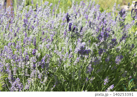 Blooming Purple Lavender Bush in Sunny Garden 140253391