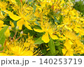 鮮やかな黄色が眩しい初夏のビヨウヤナギ 140253719