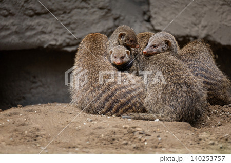 Banded Mongoose, group with baby, Mungos mungo Banded Mongoose, group with baby, Mungos mungo 140253757