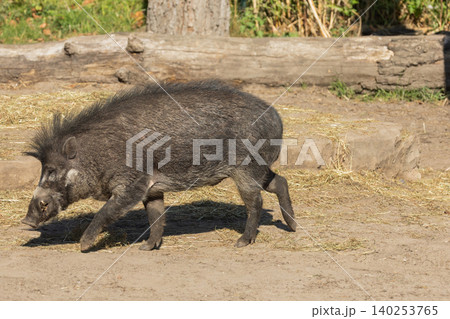 Big adult boar of Visayan warty pig Sus cebifrons 140253765