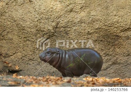 Pygmy hippopotamus Choeropsis liberiensis Pygmy hippopotamus Choeropsis liberiensis 140253766