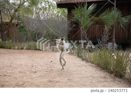 Verreaux's white sifaka with dark head Madagascar island fauna. Verreaux's white sifaka with dark head Madagascar island fauna. 140253771