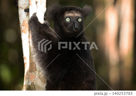 Lemur Indri indri, babakoto largest lemur from Madagascar Lemur Indri indri, babakoto largest lemur from Madagascar 140253783