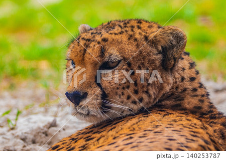 cheetah resting on green grass, very close eye contact. 140253787