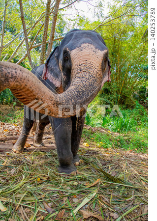 Elephant skin texture abstract background, Asian elephants skin texture Elephant skin texture abstract background, Asian elephants skin texture 140253789