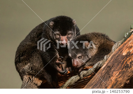 cute wild bear cuscus aulirops ursinus arboreal against blure background. cute wild bear cuscus aulirops ursinus arboreal against blure background. 140253790