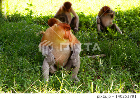 Proboscis Monkey Nasalis larvatus in mangrove rain forest Proboscis Monkey Nasalis larvatus in mangrove rain forest 140253791