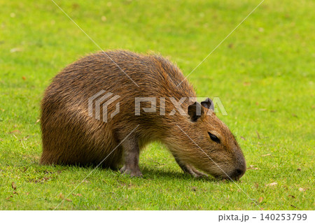 Capybara Kapibara Hydrochoerus hydrochaeris Capybara Kapibara Hydrochoerus hydrochaeris 140253799