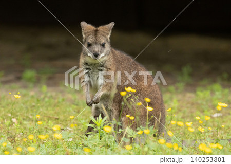 Bennett's wallaby Macropus or Notamacropus rufogriseus Bennett's wallaby Macropus or Notamacropus rufogriseus 140253801
