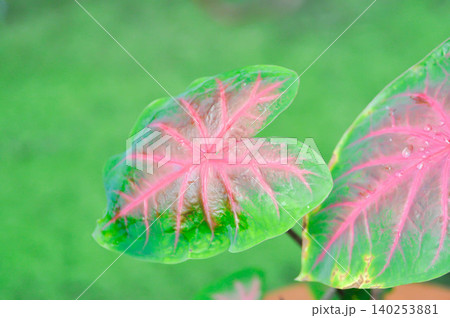 Caladium, Caladium Bicolor Vent or Caladium bicolor or pink and green leaf 140253881
