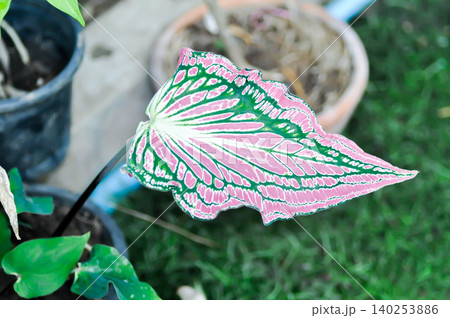 Caladium or Caladium ThaiBeauty or Dieffenbachia seguine or Caladium bicolor or Araceae or pink , white and green leaf Caladium or Caladium ThaiBeauty or Dieffenbachia seguine or Caladium bicolor or Araceae or pink , white and green leaf 140253886