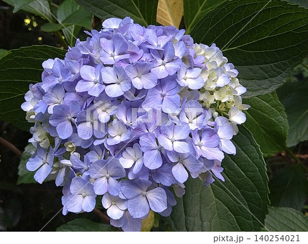 薄紫の紫陽花 薄紫の紫陽花 140254021