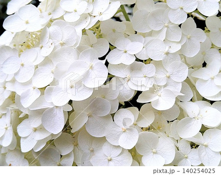 白い紫陽花のクローズアップ 白い紫陽花のクローズアップ 140254025