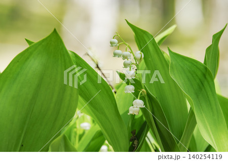 群生して咲く可憐なスズランの花 140254119