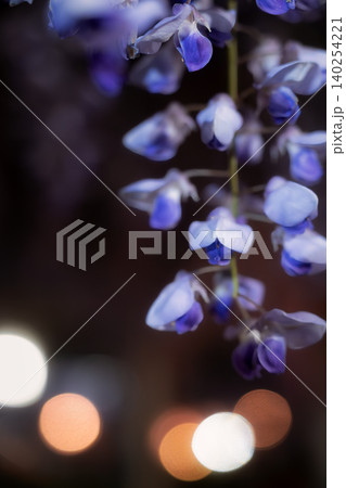イルミネーションの光に彩られた夜の藤の花と水玉 140254221
