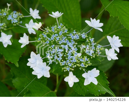 紫陽花 紫陽花 140254226